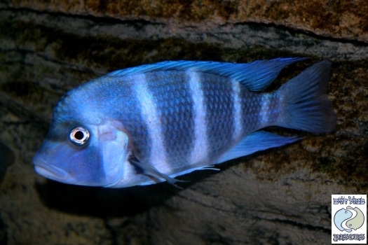 Cyphotilapia gibberosa 'Samazi'